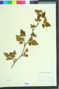 Rubus spectabilis image