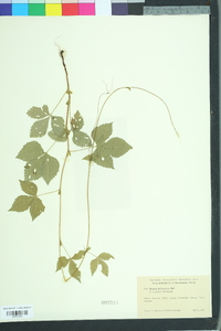 Rubus pubescens image