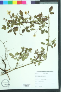 Rubus trivialis image