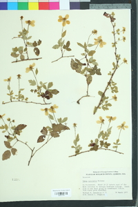 Rubus trivialis image