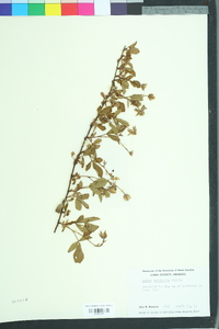 Rubus trivialis image