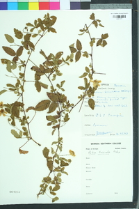 Rubus trivialis image