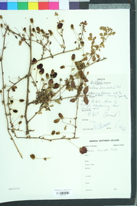 Rubus trivialis image