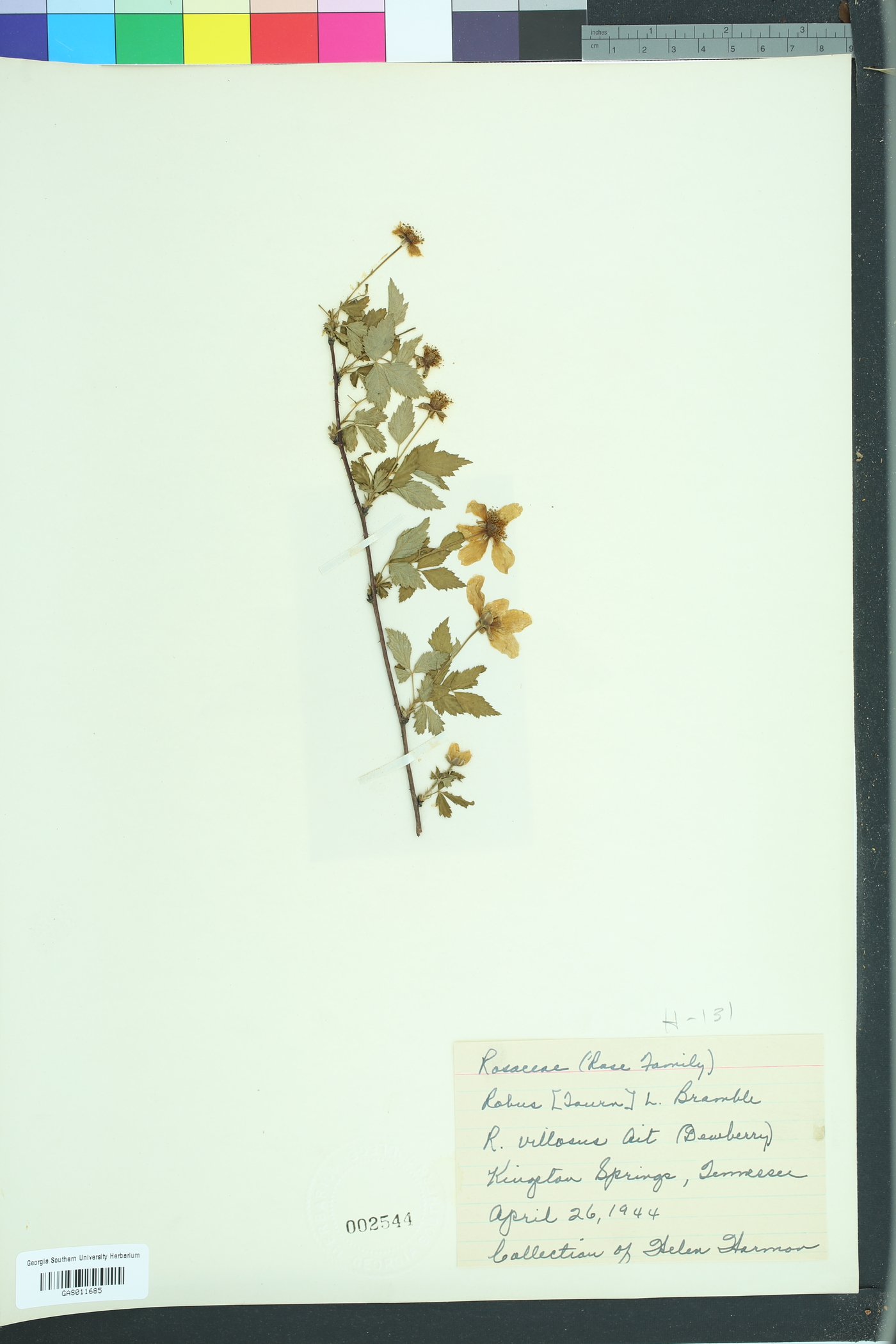 Rubus villosus image