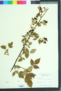 Rubus argutus image