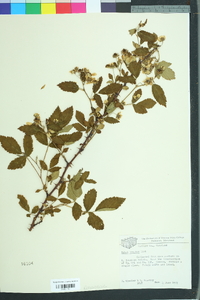 Rubus argutus image