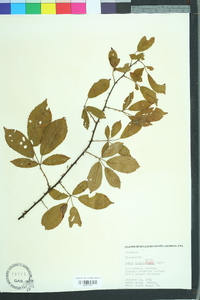 Rubus argutus image