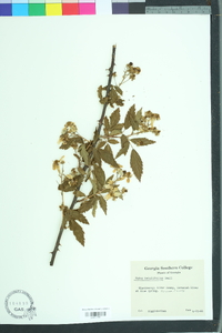 Rubus argutus image