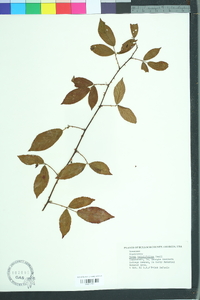 Rubus argutus image