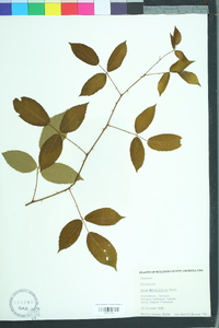 Rubus argutus image