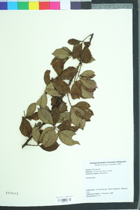 Rubus argutus image