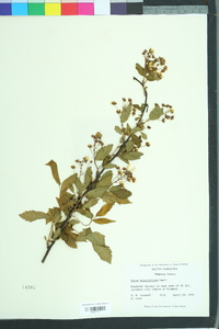 Rubus argutus image