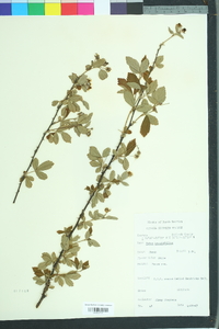 Rubus argutus image