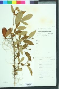 Rubus argutus image