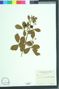 Rubus cuneifolius image