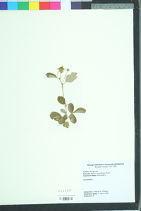 Rubus cuneifolius image