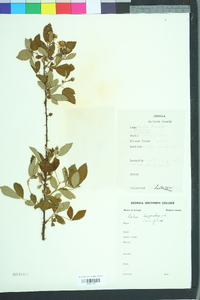 Rubus cuneifolius image