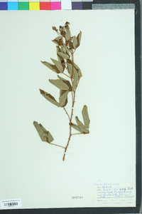 Rubus cuneifolius image