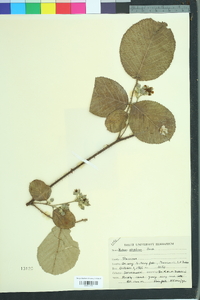 Rubus ellipticus image