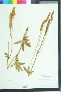 Sanguisorba canadensis image