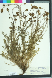 Sanguisorba officinalis image