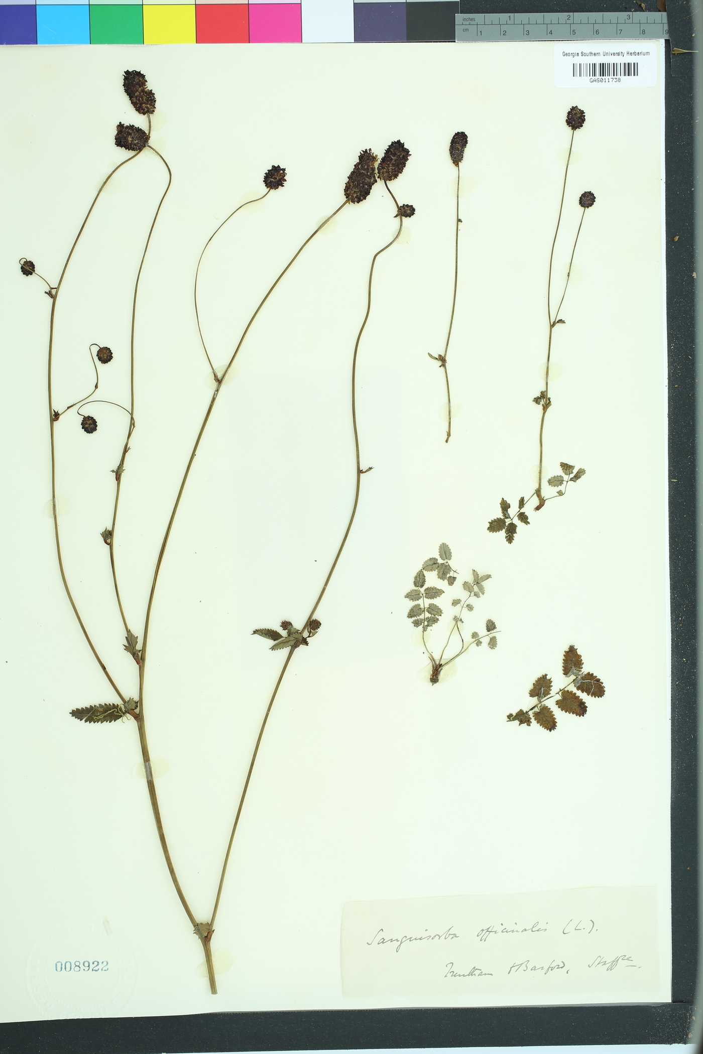 Sanguisorba officinalis image