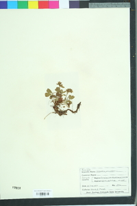 Sibbaldia procumbens image