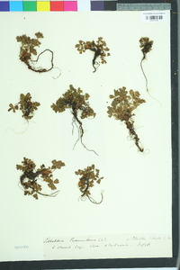 Sibbaldia procumbens image