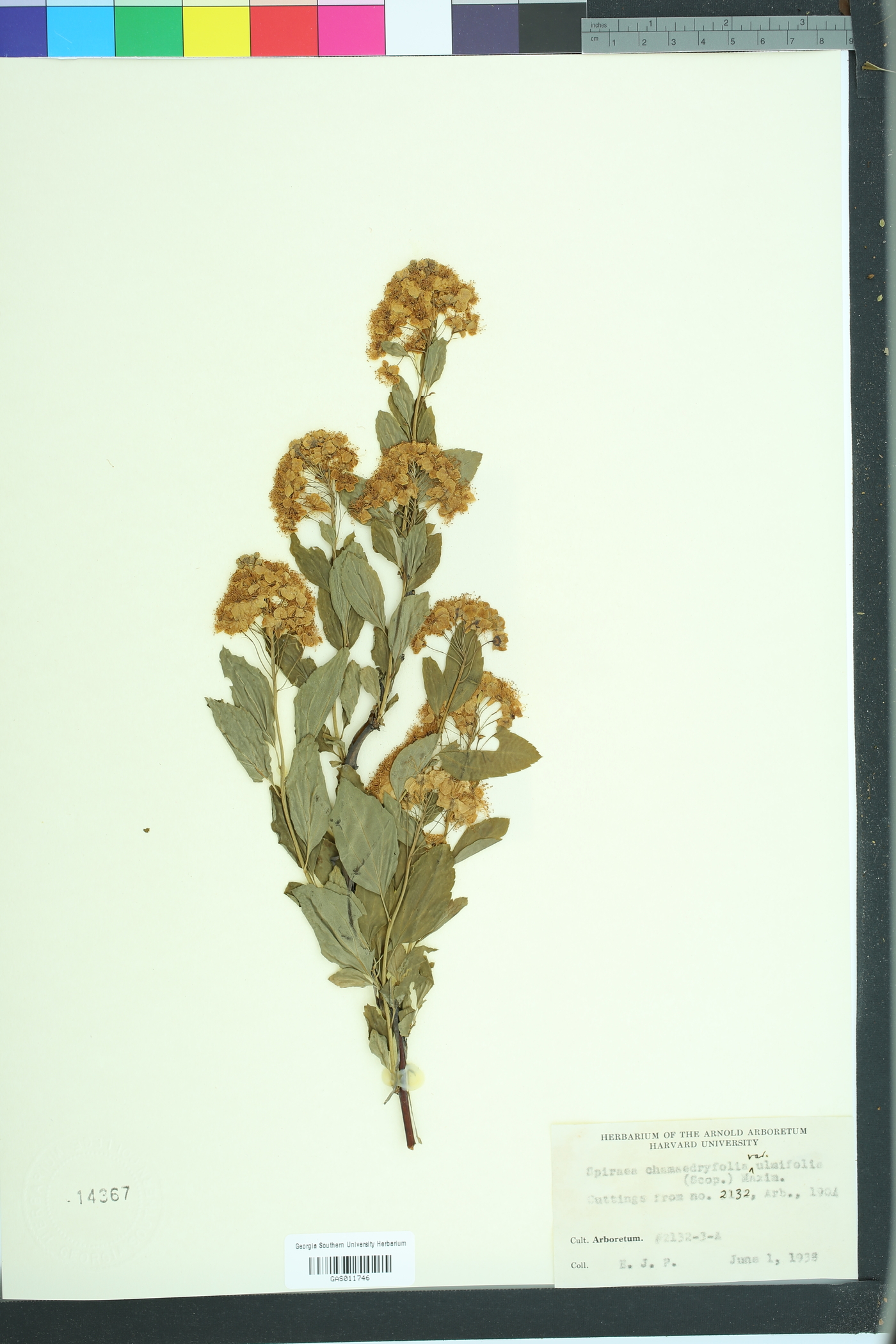 Spiraea chamaedryfolia image
