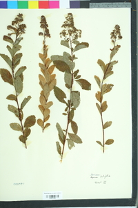 Spiraea latifolia image