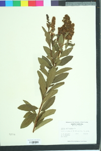 Spiraea salicifolia image