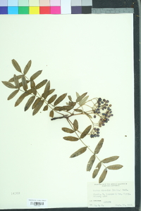 Sorbus discolor image