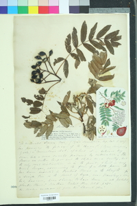 Sorbus domestica image