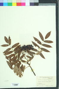 Sorbus commixta image