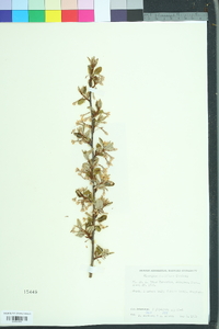 Elaeagnus multiflora image