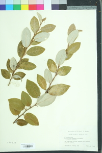 Elaeagnus pungens image