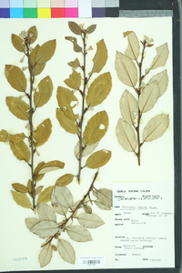 Elaeagnus pungens image