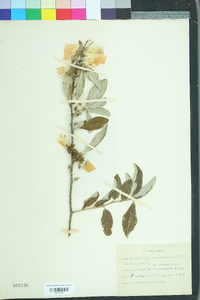 Shepherdia canadensis image