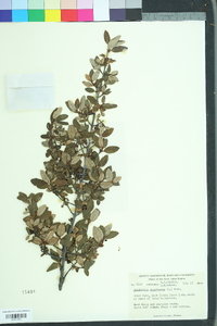 Shepherdia canadensis image