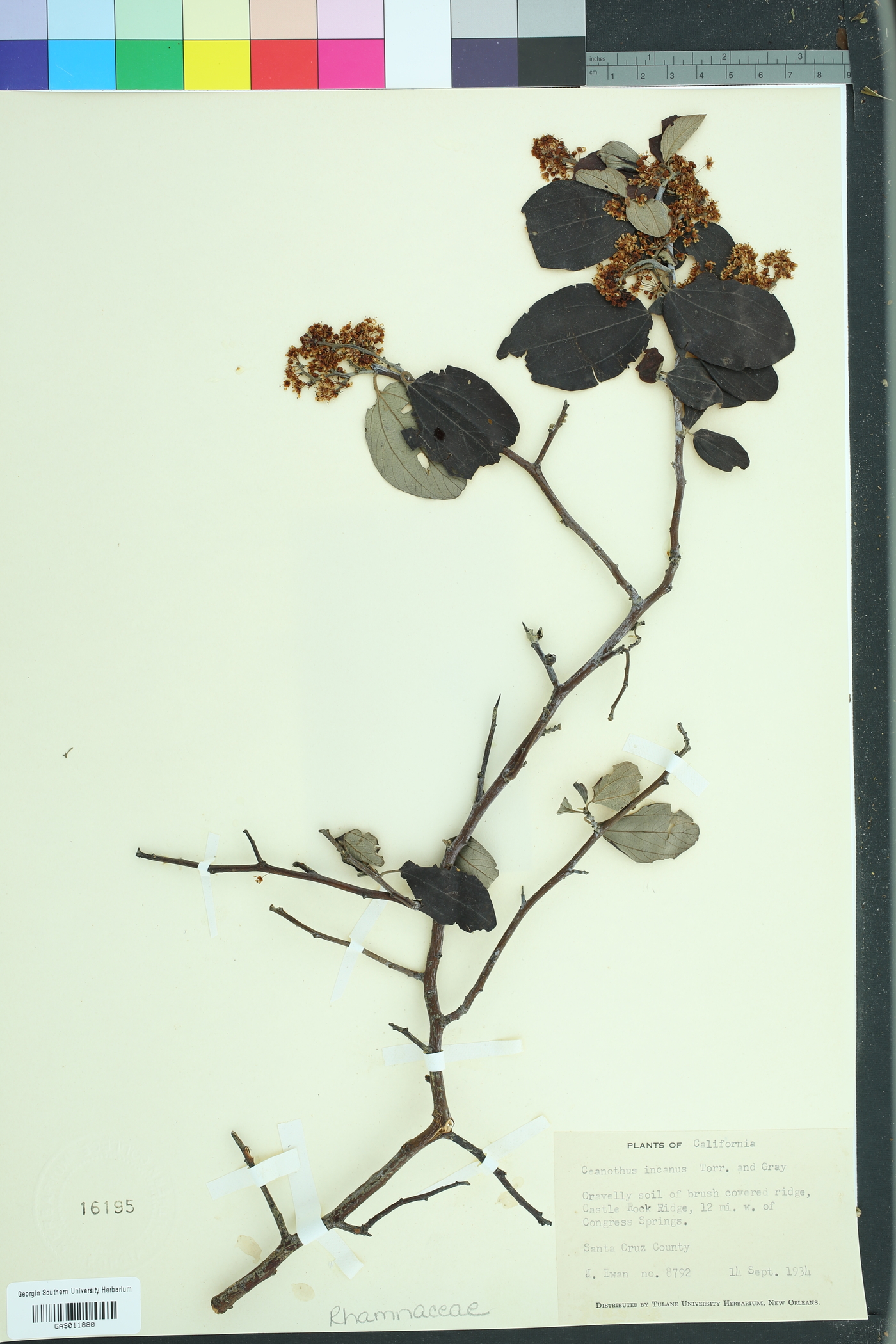 Ceanothus incanus image