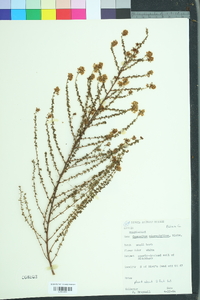 Ceanothus microphyllus image