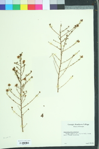 Ceanothus microphyllus image