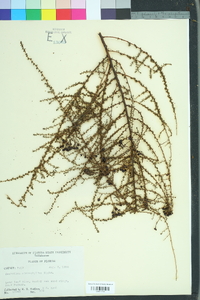 Ceanothus microphyllus image