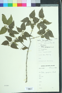 Celtis tenuifolia image