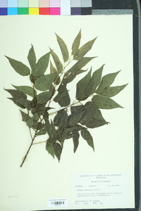 Celtis laevigata image