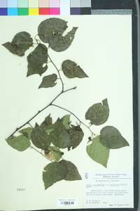 Celtis tenuifolia image