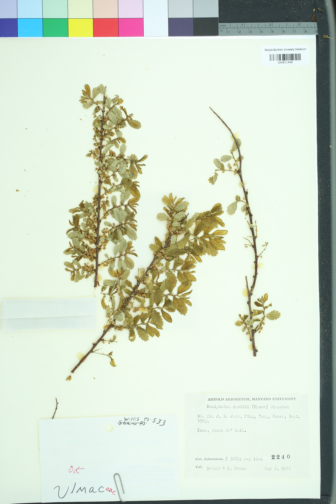 Hemiptelea davidii image