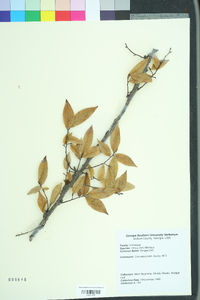 Ulmus alata image