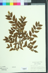 Ulmus alata image