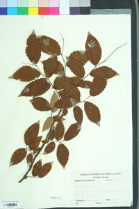 Ulmus alata image